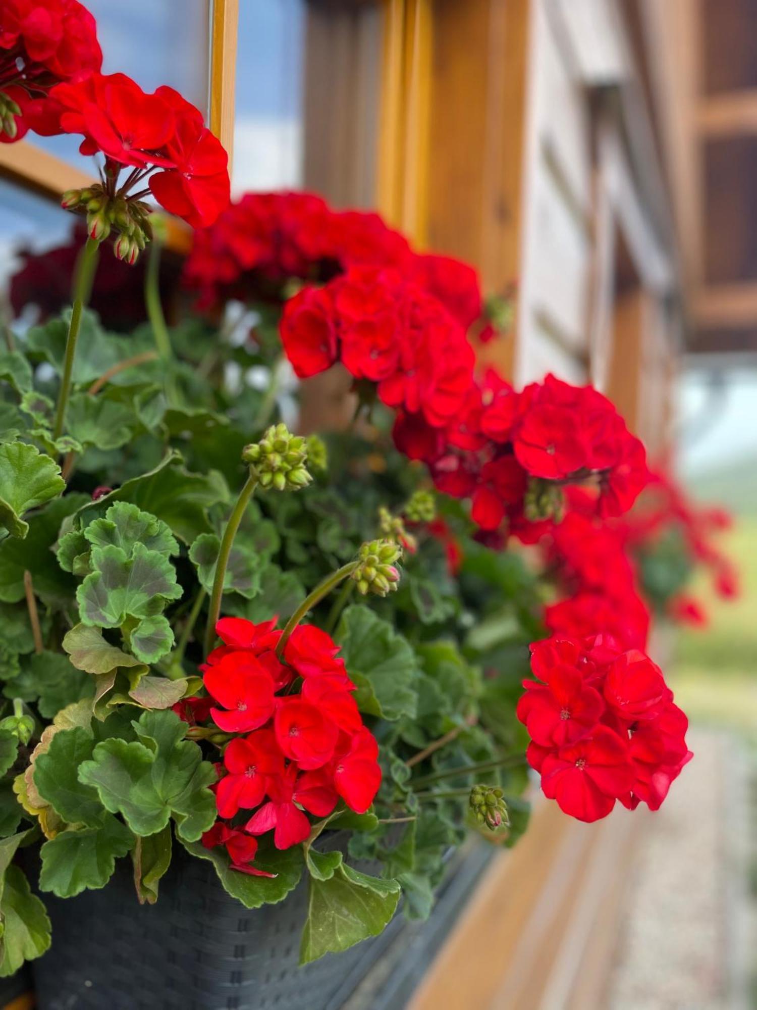 Roubenka Vlci Hora Holiday home Krasna Lipa